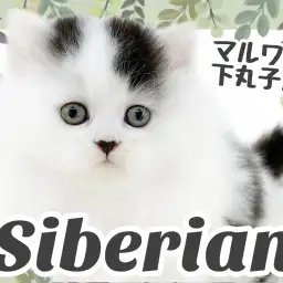 【 サイベリアン 】コミカルで可愛らしいルックス、マイペースな男の子!