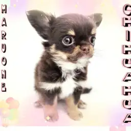 【 チワワ 】生後60日で628g！大人気チョコレート系の小さめな女の子！