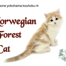 【 ノルウェージャンフォレストキャット 】北欧生まれの大型猫、ノルウェージャン
