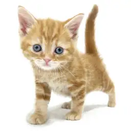 アメリカンショートヘア