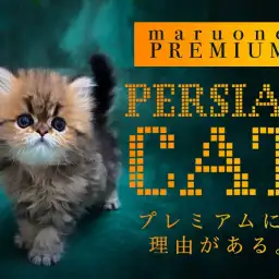 【 ペルシャ 】度肝を抜くほどに愛らしい王道ルックスを持つチンチラゴールデン！