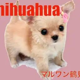 【 チワワ 】クリームカラーの笑顔を届けてくれる天使！