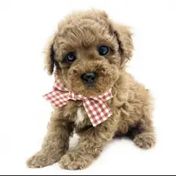 トイ・プードル