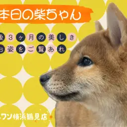 【 柴犬 】本日の柴ちゃん!生後3ヶ月の美しきお姿をご覧あれ!