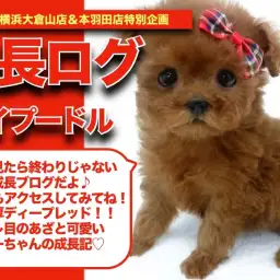 【 ぷーちゃんの成長アルバム 】タレ目であざと可愛いぷーちゃんの成長記!