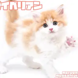 【 サイベリアン 】大人気クリームカラーの目ヂカラ抜群なゴージャスボディの男の子!