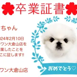 【卒業証書】レオちゃん卒業おめでとう!!スタッフママより愛を込めて!