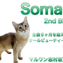 【 ソマリ 】お留守番もOKな生後5ヶ月を迎えた気品あふれるソマリの女の子