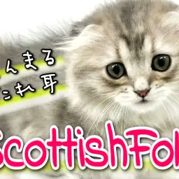 【 スコティッシュフォールド 】まるまる尽くしのたれ耳娘は今日も可愛い！