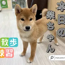 【 柴犬 】本日の柴ちゃん!店内お散歩練習!