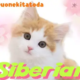【  サイベリアン 】誰もが振り返る!端正なお顔立ちのフレンドリーにゃんこ