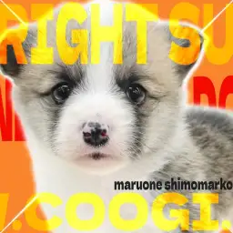 【 コーギー 】リズミカルに歩く姿が可愛すぎる！スタミナ＆愛嬌満載の女の子！