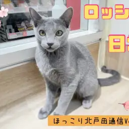 【 ほっこり北戸田通信Vol.6 】ロシアンブルーの日常をチラ見！