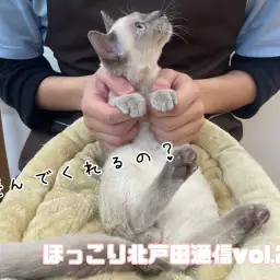 【 ほっこり北戸田通信Vol.29 】猫じゃらしが大好き！