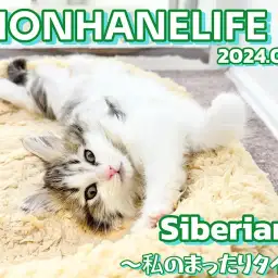 【 サイベリアン成長ログ 】おやすみ前の可愛いウィンクショットをご覧あれ!