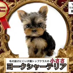 【 ヨークシャーテリア 】小さくてもパワフルで元気な女の子ヨーキーちゃん