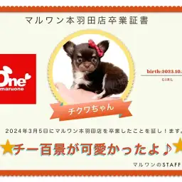 【 卒業記念 】チクワちゃん卒業おめでとう!スタッフママよりお祝いの言葉〜卒業ブログ〜