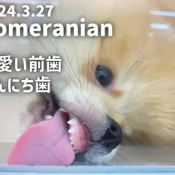 【ポメラニアンの成長ログ】小さくて可愛い前歯、こんにち歯!