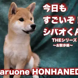 【 柴犬 】今日もすごいぞシバオくん!お散歩編