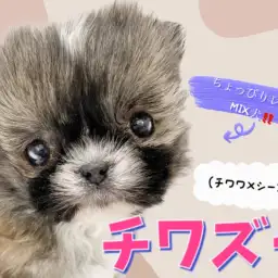 【 チワズー 】レア度高めな希少MIX犬、愛嬌たっぷり鼻ぺちゃ天使が降臨！