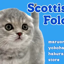 【 スコティッシュフォールド 】まん丸にゃんこの注目ポイントを大公開！