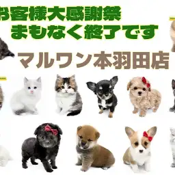 【 カウントダウン 】大感謝祭まもなく終了!本羽田店のゲキカワわんにゃんご紹介!!