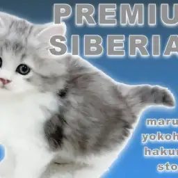 【 サイベリアン 】パーフェクトな美貌を持つプレミアムBOY!