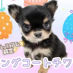 【 チワワ 】誰もが振り返るほどの可愛さ！ちびっこプレミアムチワワが登場！