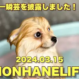 【 ポメラニアン成長ログ 】本羽田のリアルポメちゃんは芸達者なんです!