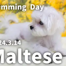 【 マルチーズの成長ログ 】シャンプーで更にシルキーに可愛く変身！