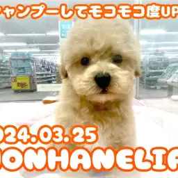 【 ビションプー成長ログ 】シャンプーしてモコモコ度UP!