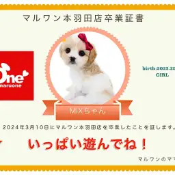 【 卒業記念 】キャバションちゃん卒業おめでとう!感謝を込めて〜卒業ブログ〜