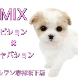 【 MIX 】初入店！お父さんはビション、お母さんはキャバションの希少MIX登場