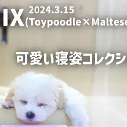 【 マルプー成長ログ 】可愛い寝顔コレクションをご紹介!!