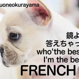 【 フレンチブルドッグ 】ブリンブリンのクリーム系ムチムチレディー登場！