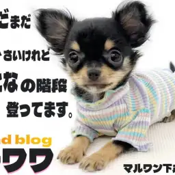 【 チワワ 】体重1kgの小柄！温厚で抜群の手入れ慣れ、飼いやすい理由もあり？