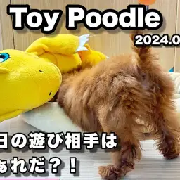 【 トイプードル成長ログ 】ねぇ遊ぼうよ!今日の遊び相手は誰?!
