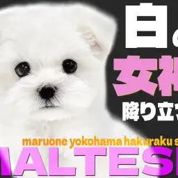 【 マルチーズ 】小さめサイズのぬいぐるみわんこ!可愛さの秘密を大公開!