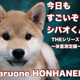 【 柴犬 】今日もすごいぞシバオくん!体重測定編