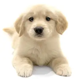 ゴールデンレトリバー