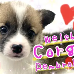 【 ウェルシュコーギーペンブローク 】愛嬌抜群！笑顔弾けるスーパーアイドル！