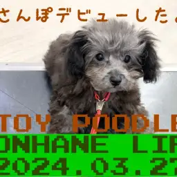 【 トイプードル成長ログ 】祝!お散歩デビュー!生後4ヶ月半で1.22kg!