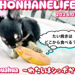 【 チワワ成長ログ 】ねぇねぇっ！みんなはどこから食べるの？！教えてっ！