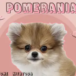 【 ポメラニアン 】たぬきでもキツネでもない!唯一無二のポメラニアン