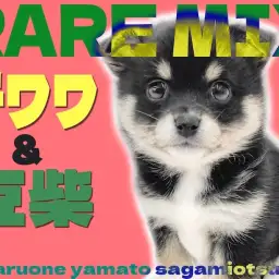 【 MIX 】オンリーワンな魅力たっぷり!チワワと豆柴のミックス犬チワ豆登場!