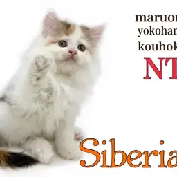 【 サイベリアン 】爆毛にゃんこ!優しいお顔の大型猫種