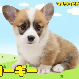 【 コーギー 】胴長短足で丸っこい体が可愛いレッド＆ホワイトカラーの女の子
