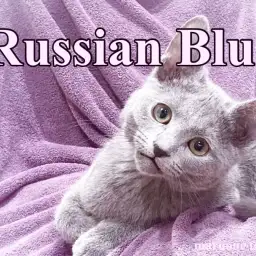 【 ロシアンブルー 】クールで紳士的!生後5か月のボイスレスキャット!