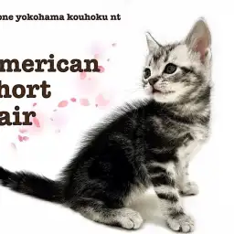 【 アメリカンショートヘア 】クールなカラーの甘えんBOY、アメショ君
