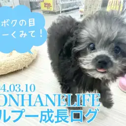 【 トイプードル成長ログ 】ボクの目をよく見て!まん丸の瞳のシルバーちゃん